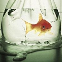 金鱼图片微信头像