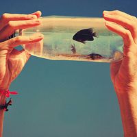 金鱼图片微信头像