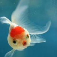 金鱼图片微信头像