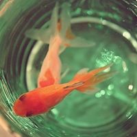 金鱼图片微信头像