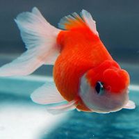 金鱼图片微信头像