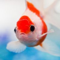 金鱼图片微信头像