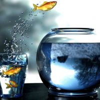 金鱼图片微信头像