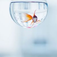 金鱼图片微信头像