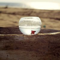 金鱼图片微信头像