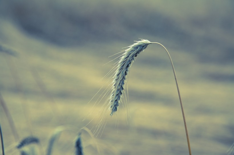 唯美麦田风景微信图片 硕果累累