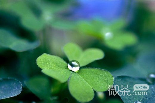 唯美幸运草意境微信高清图片 四叶草