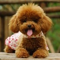 萌物微信唯美头像
