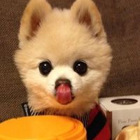 萌物微信唯美头像
