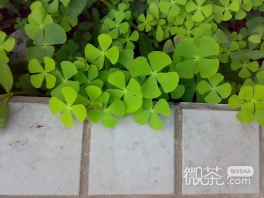 唯美幸运草意境微信高清图片 四叶草