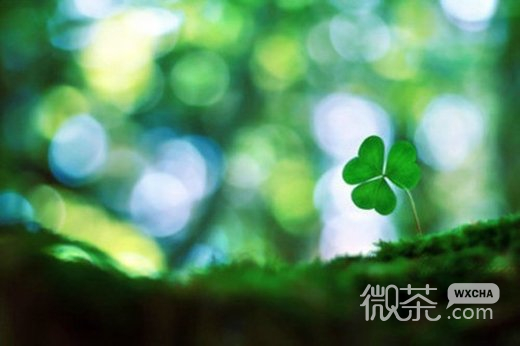 唯美幸运草意境微信高清图片 四叶草