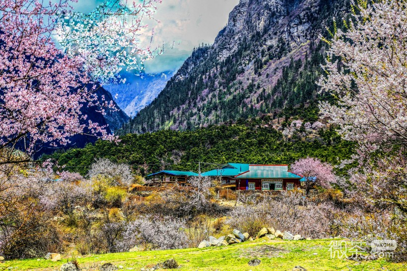 西藏林芝桃花沟风景微信高清图片 环境优美