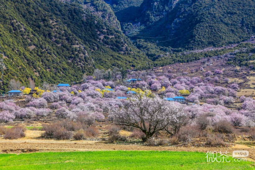 西藏林芝桃花沟风景微信高清图片 环境优美