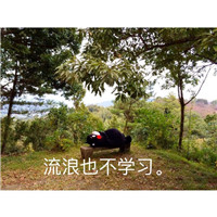 微信熊本熊表情包带字搞笑 我就是不学习