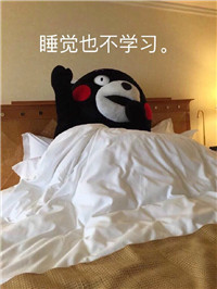 微信熊本熊表情包带字搞笑 我就是不学习