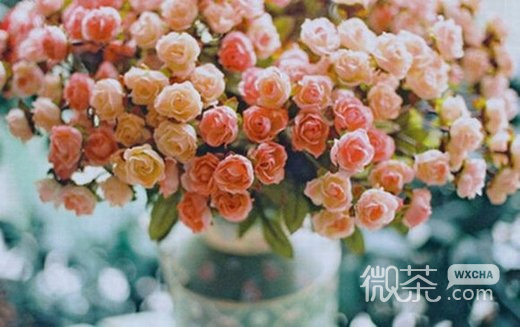 唯美欧美花意境微信图片