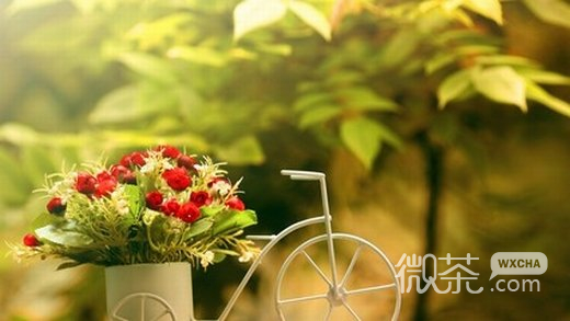 唯美欧美花意境微信图片