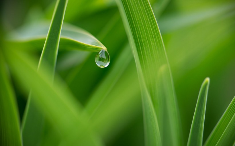 唯美小小水珠微信高清图片 雨露均占