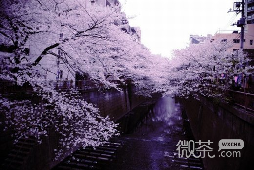 唯美意境樱花微信高清图片 樱花树之恋