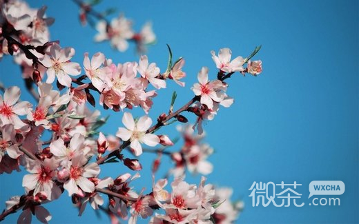唯美意境樱花微信高清图片 樱花树之恋