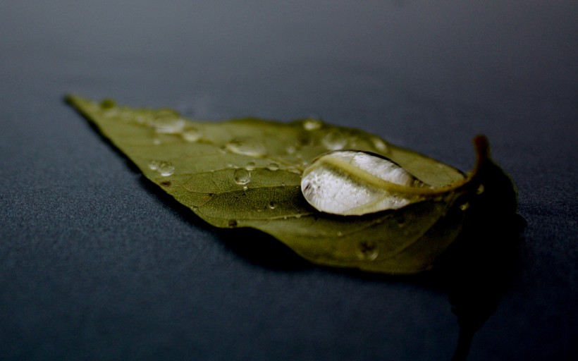 唯美小小水珠微信高清图片 雨露均占