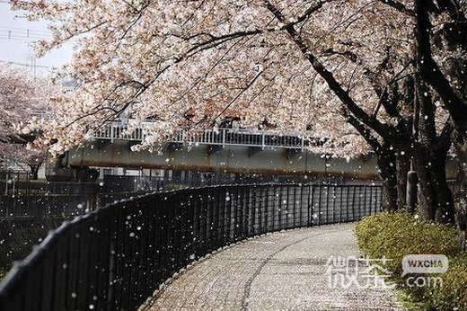 唯美意境樱花微信高清图片 樱花树之恋