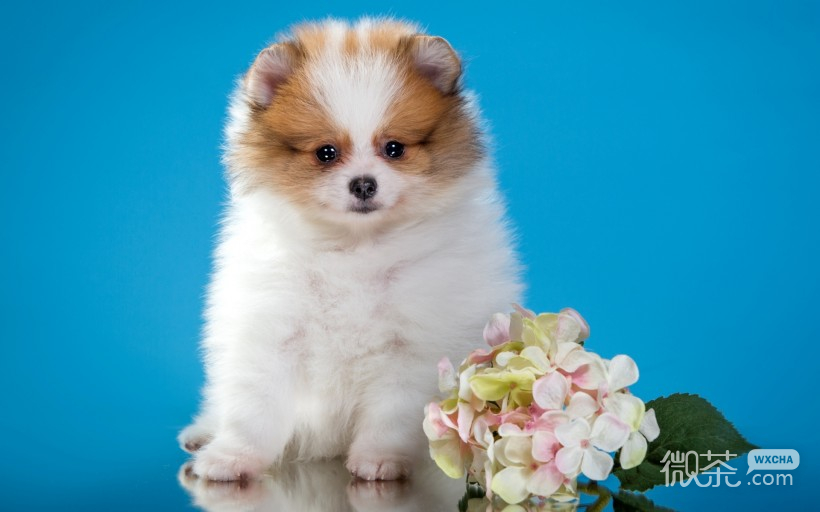 呆萌可爱的博美犬微信高清图片 肉乎乎的