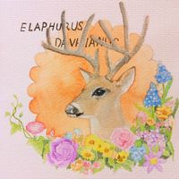 微信唯美麋鹿头像手绘精选 灼灼桃花十里