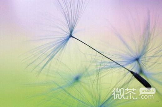唯美漂浮蒲公英微信高清图片