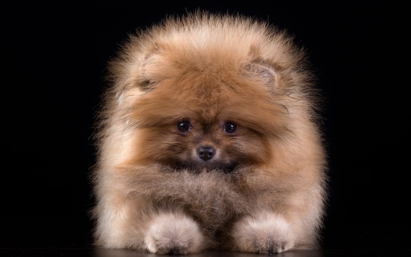 呆萌可爱的博美犬微信高清图片 肉乎乎的