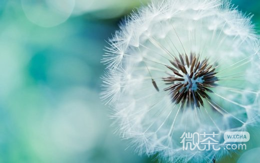 唯美漂浮蒲公英微信高清图片