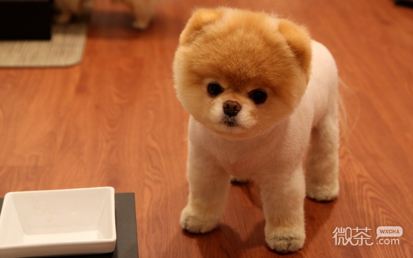 呆萌可爱的博美犬微信高清图片 肉乎乎的