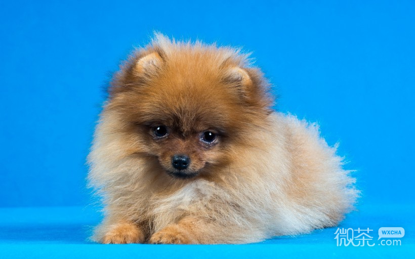 呆萌可爱的博美犬微信高清图片 肉乎乎的