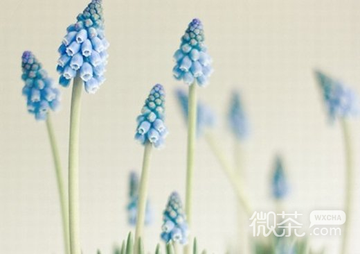 花唯美意境微信高清图片 花雨黯