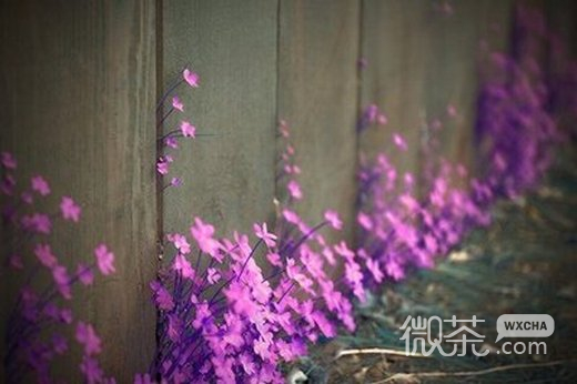 花唯美意境微信高清图片 花雨黯