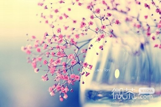 花唯美意境微信高清图片 花雨黯
