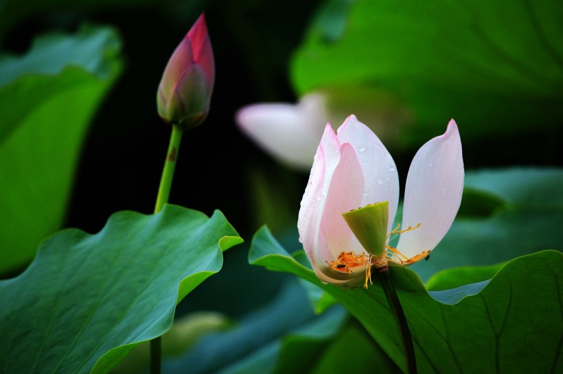 夏日荷花微信高清图片 可爱粉嫩