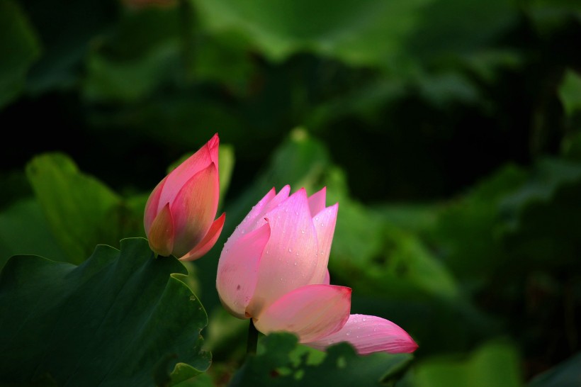 夏日荷花微信高清图片 可爱粉嫩