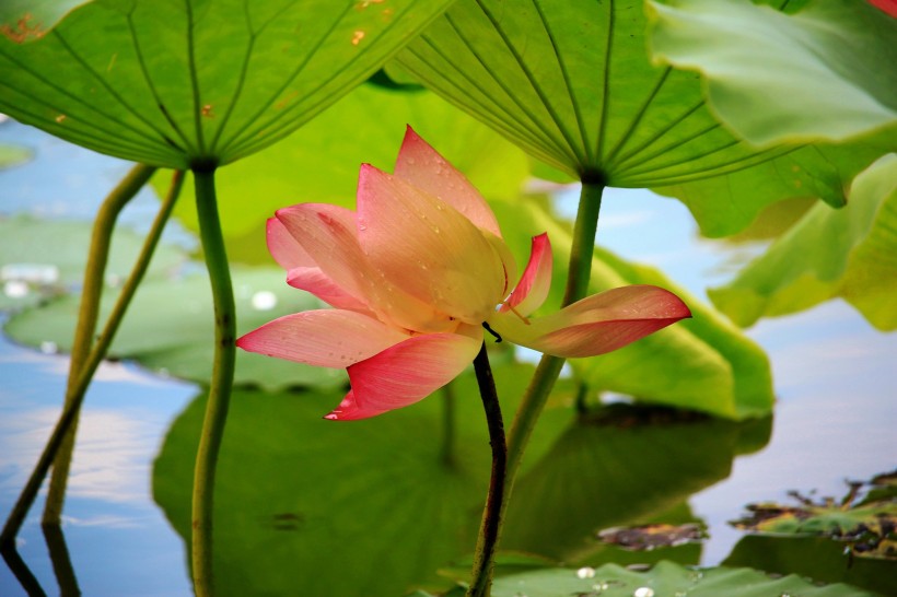 夏日荷花微信高清图片 可爱粉嫩