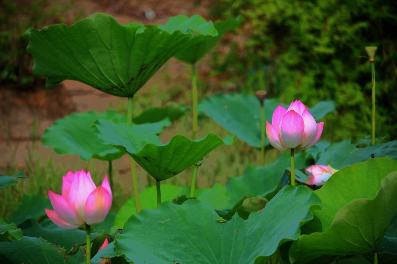 夏日荷花微信高清图片 可爱粉嫩