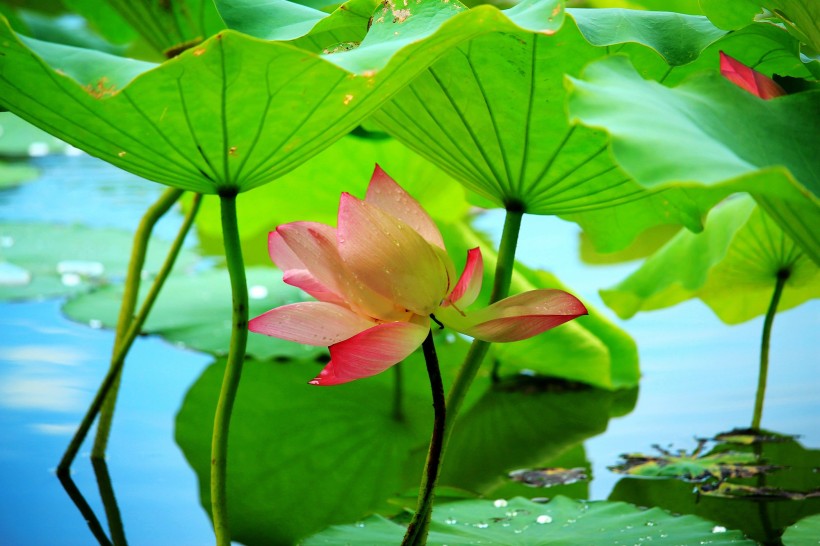 夏日荷花微信高清图片 可爱粉嫩