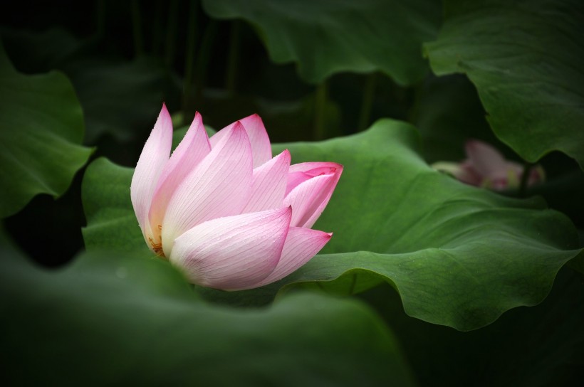 风雨中荷花微信高清图片 十里荷花