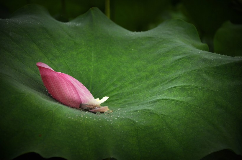 风雨中荷花微信高清图片 十里荷花