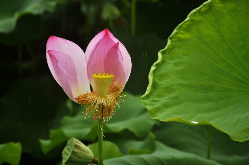 风雨中荷花微信高清图片 十里荷花
