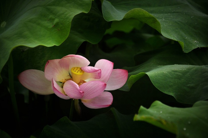风雨中荷花微信高清图片 十里荷花