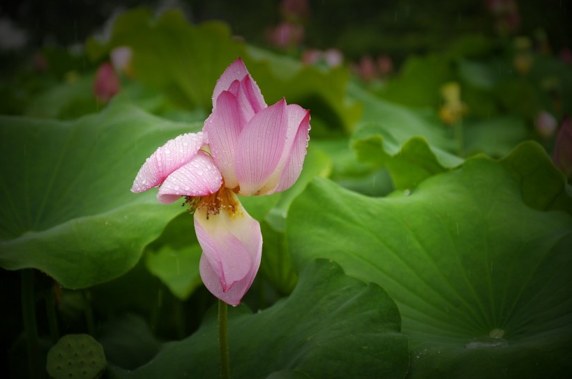 风雨中荷花微信高清图片 十里荷花