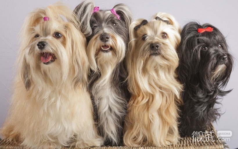 可爱哈瓦那小犬微信高清图片