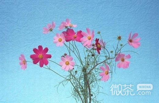 微信唯美意境头像 掏空了自己 才有盈满的可能