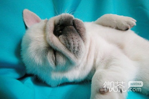 可爱无比小动物意境微信高清图片