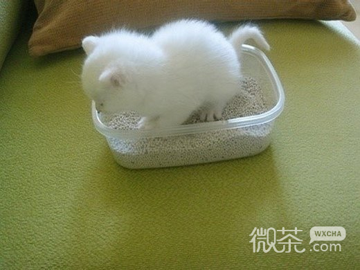 可爱无比小动物意境微信高清图片
